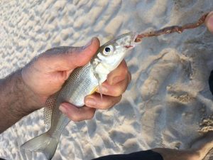 This undersized Whiting easily gulped a size 2 long shank hook.
