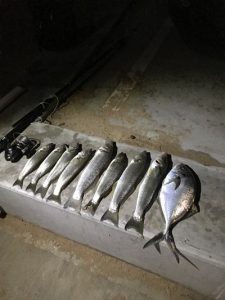 Eight Sydney Whiting to 40 cm and one Trevally 1/12/17